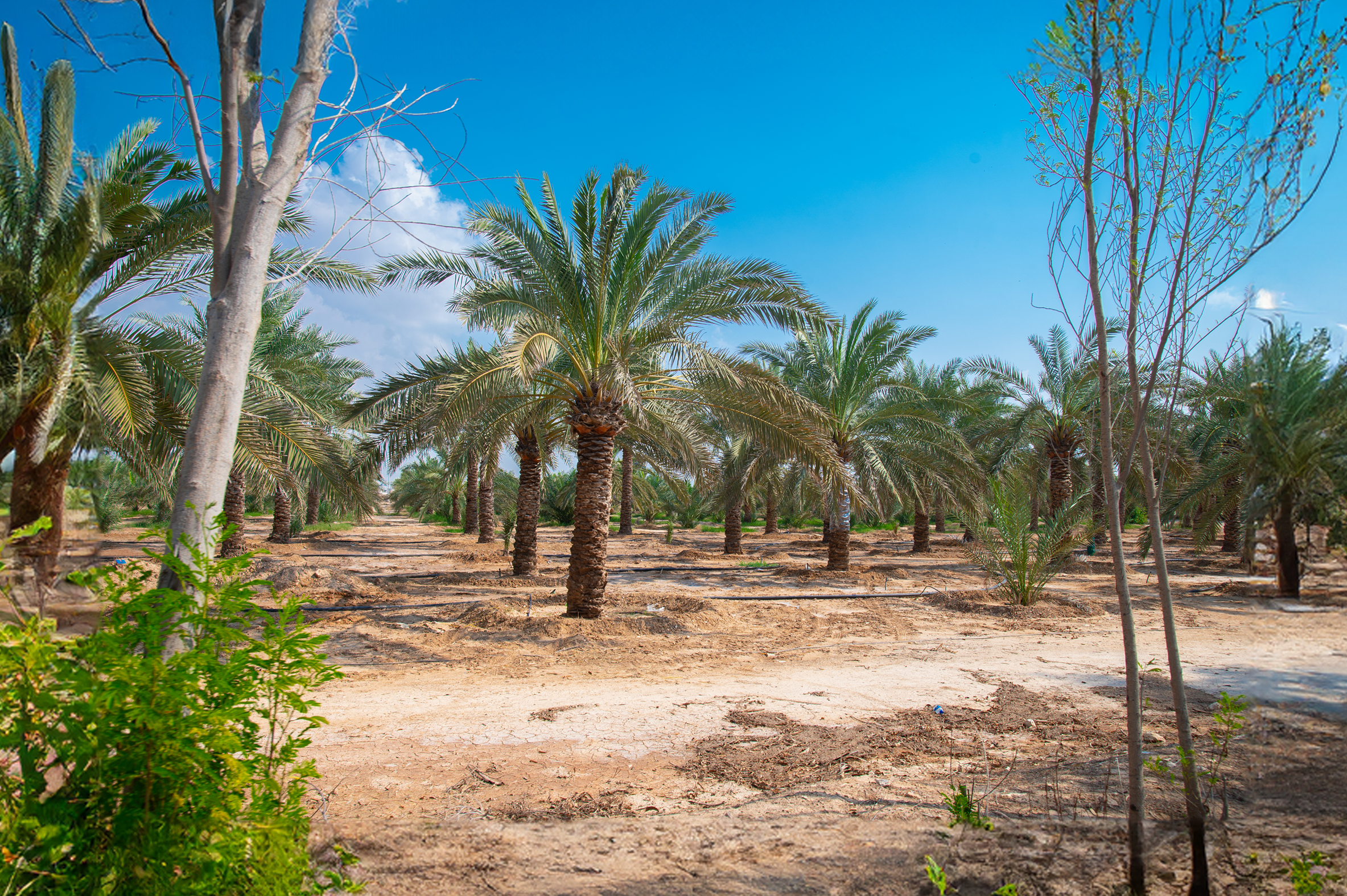 Foto: Ahmed El-Sheemy /ICARDA