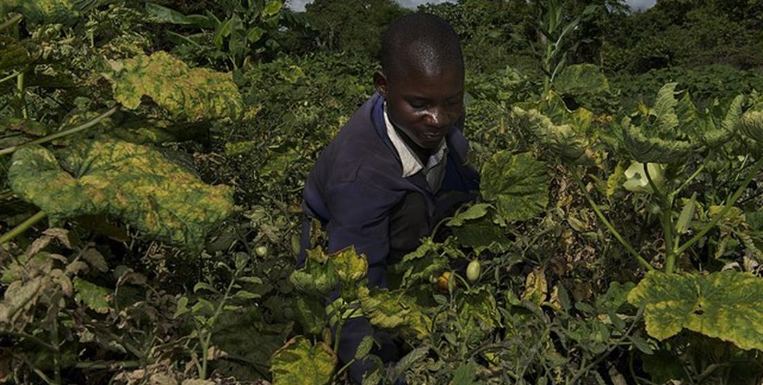 Mozambique. Proyecto agrícola