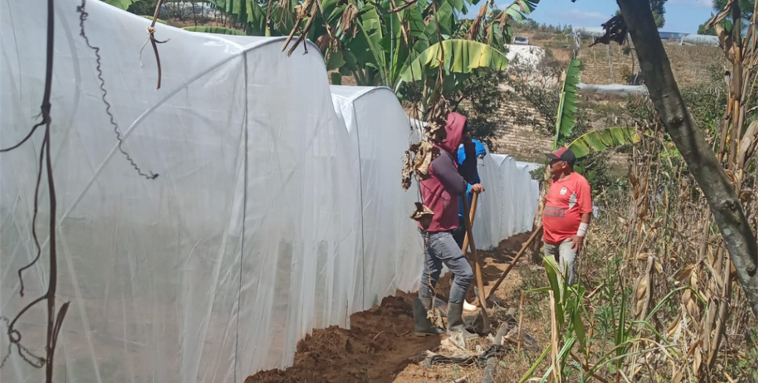 Seguridad alimentaria en Guatemala