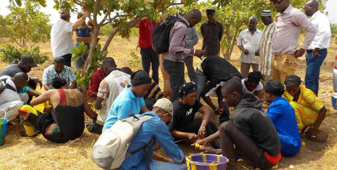 Proyecto anacardo Mali