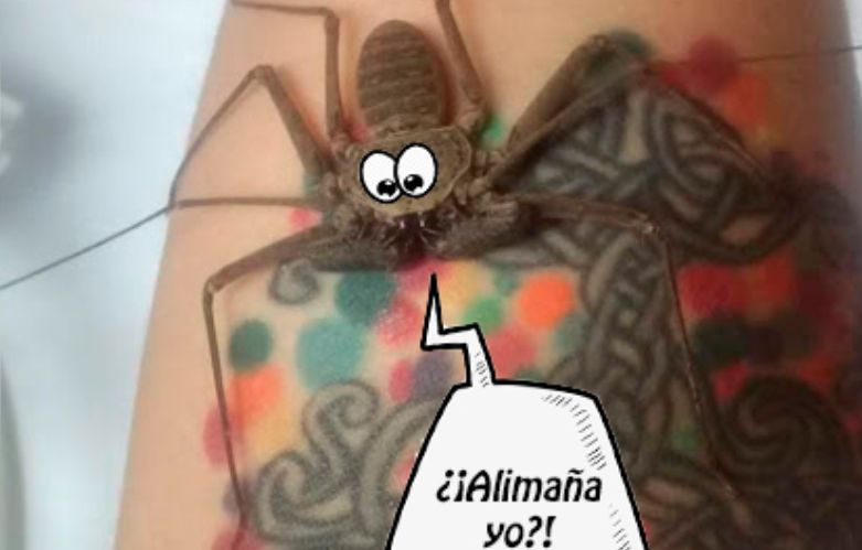 Alimaas Amigas o enemigas