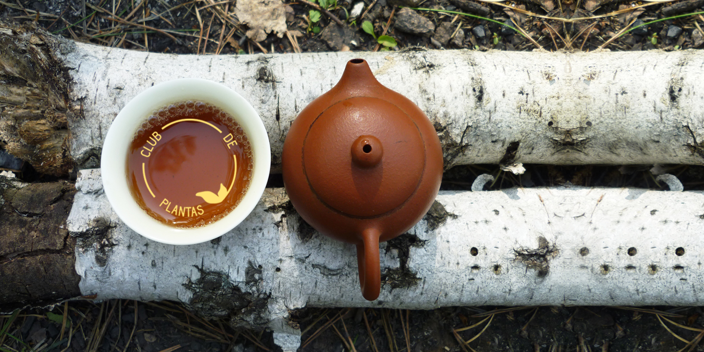 Club de plantas agosto