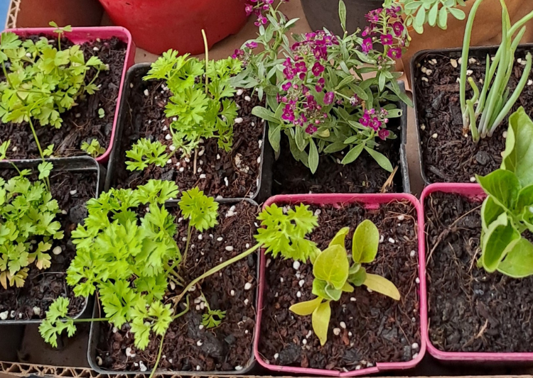 Germinando nuestro barrio: Taller “Huertos de balcón y terrazas”