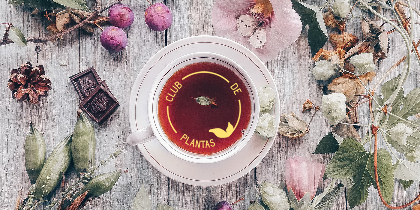 Club de plantas octubre