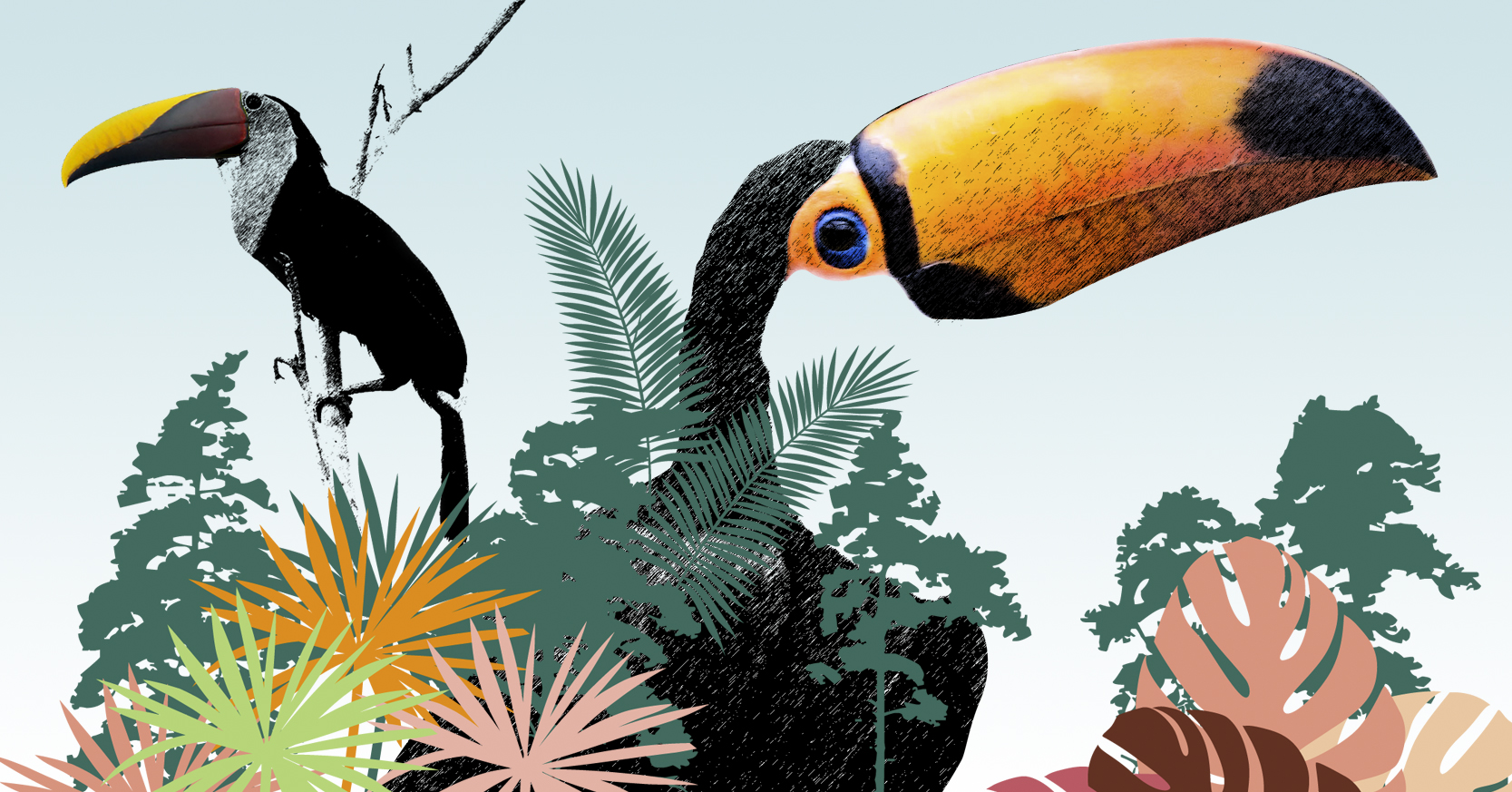 Pajareada Recorrido para mirar aves