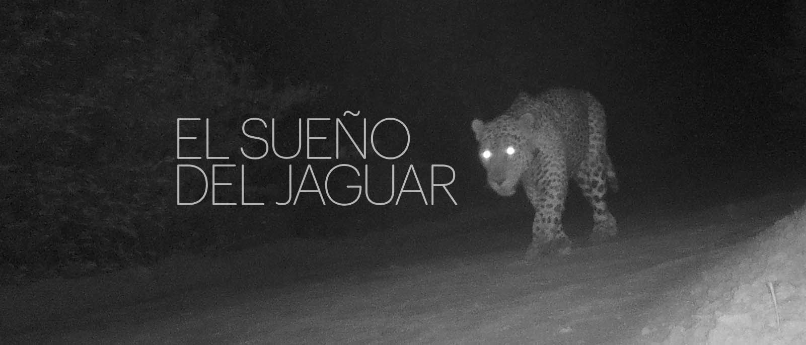 EL SUEO DEL JAGUAR LLEGA AL MUSEO DE AMRICA