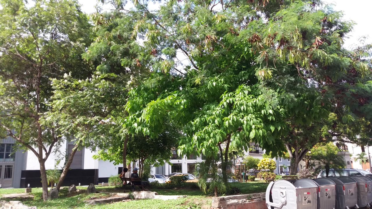 Donna Conlon, 2012-. Raíces