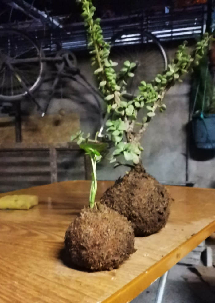 imagen del kokedama de Pauline Contreras