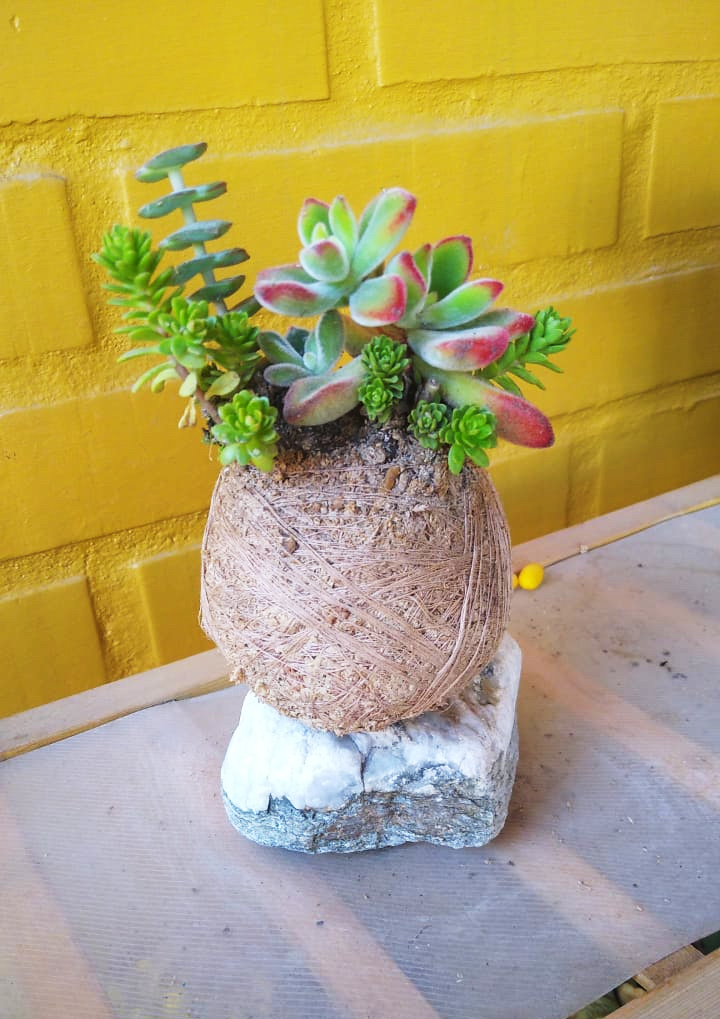Imagen del kokedama de Maria Ximena Galindo