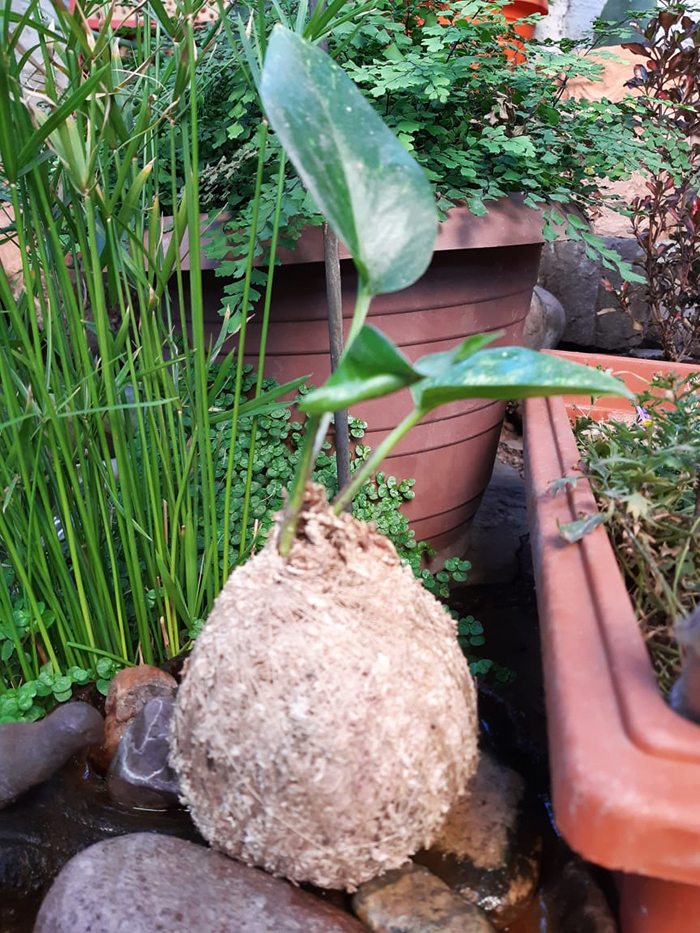 Imagen del Kokedama de Verónica Mena