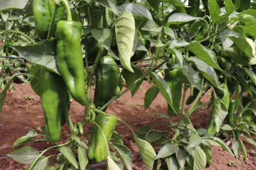 Pimientos verdes