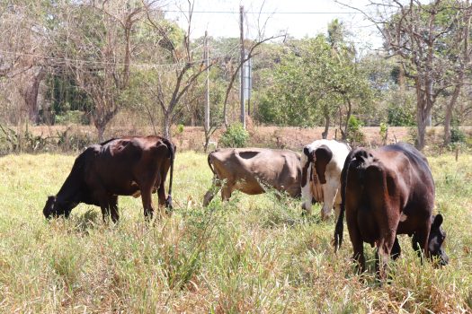 El proyecto NAMA tiene como finalidad impulsar una ganadería sustentable y baja en emisiones. Foto: Graciela Barrera