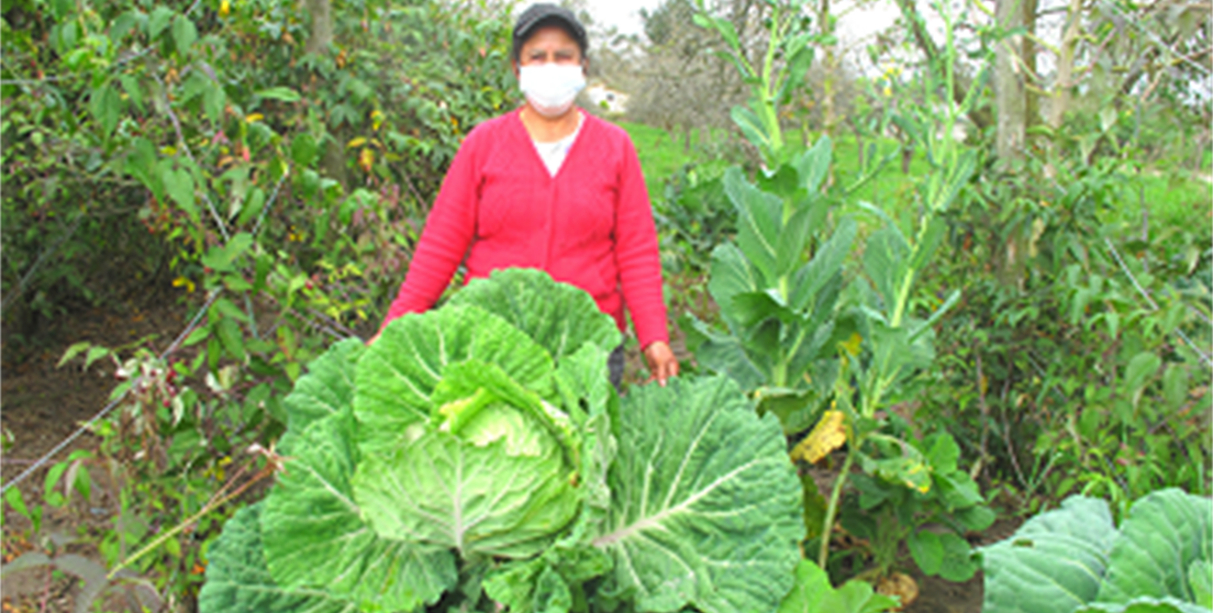 Noticia Ecuador. Rosario Basantez. Granja integral agroecológica Los Ángeles, miembro de la ...